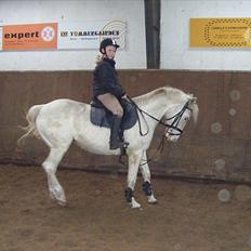 Knabstrupper Araber l Stella SOLGT !