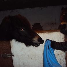 Islænder Kolfaxi fra Midtgaard