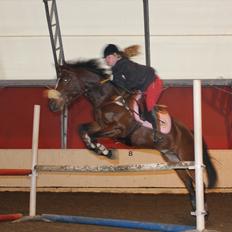 Norsk Sportspony Electric Crescendo (Cresco)