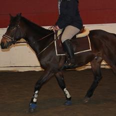 Norsk Sportspony Electric Crescendo (Cresco)