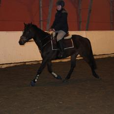 Norsk Sportspony Electric Crescendo (Cresco)