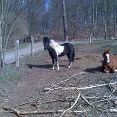 Pinto Lillefyr Part:-)