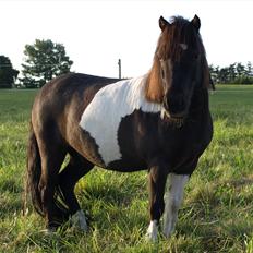 Shetlænder Concetto  (tidligere pony solgt)
