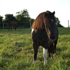 Shetlænder Concetto  (tidligere pony solgt)