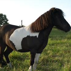 Shetlænder Concetto  (tidligere pony solgt)