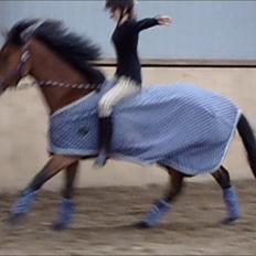 Anden særlig race Prinz