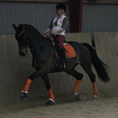 Dansk Varmblod Ny Ågårds Amoena  DULLEN B-Hest