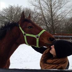 Anden særlig race Palsgaards Kezha (Himmelhest)