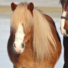 Haflinger Prins Hans