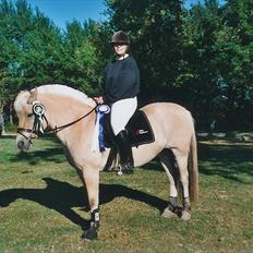 Fjordhest Strofe Stanstorp # Himmelhest