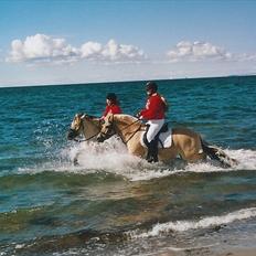 Fjordhest Strofe Stanstorp # Himmelhest