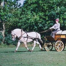 Fjordhest Strofe Stanstorp # Himmelhest