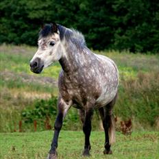 Anden særlig race Herkules *Elevpony*