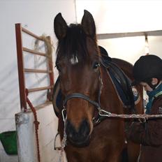 Dansk Varmblod Le Andrea