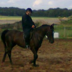 Anden særlig race Polly (min fars)