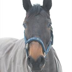 Anden særlig race Beauty