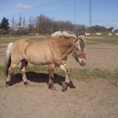 Fjordhest Kvik Halsnæs
