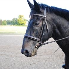 Oldenborg Urtop af Hvarre 'Topper'