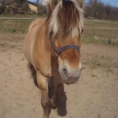 Fjordhest Kvik Halsnæs