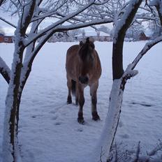 Fjordhest Kvik Halsnæs