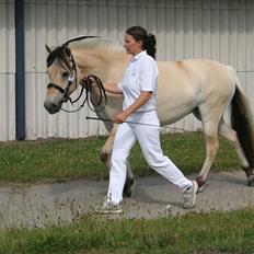 Fjordhest Birkens Hailey