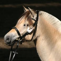 Fjordhest Birkens Hailey