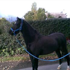 Welsh Pony (sec B) Bjerregaards Valentin (Valle)