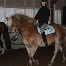 Haflinger Duchess! <3 