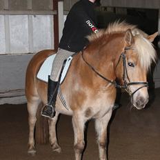 Haflinger Duchess! <3 