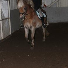 Haflinger Duchess! <3 