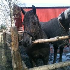 Fjordhest (Norsk fuldblod) Niller (Felix) //MY SOULMATE//