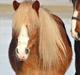 Haflinger Prins Hans