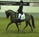 Welsh Pony (sec B) Stoak Laura (Stoakie)