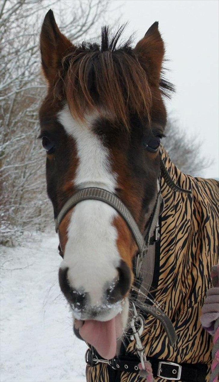 New Forest Staldbakkens Tic-Tacs - MUS!!<3<3<33<3<3 billede 15