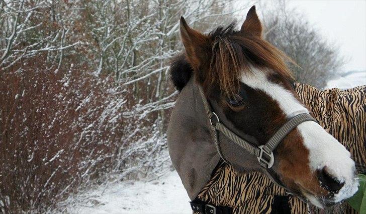 New Forest Staldbakkens Tic-Tacs - Tice-Licke!<3 ♥ billede 16