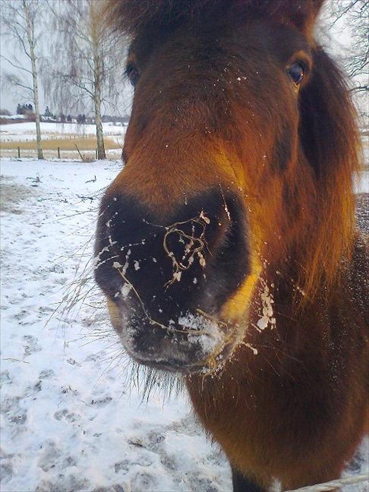 Islænder Vitus fra Mors - Nysgerrig. der kunne jo være en guleriod inden for rækkevidde billede 2
