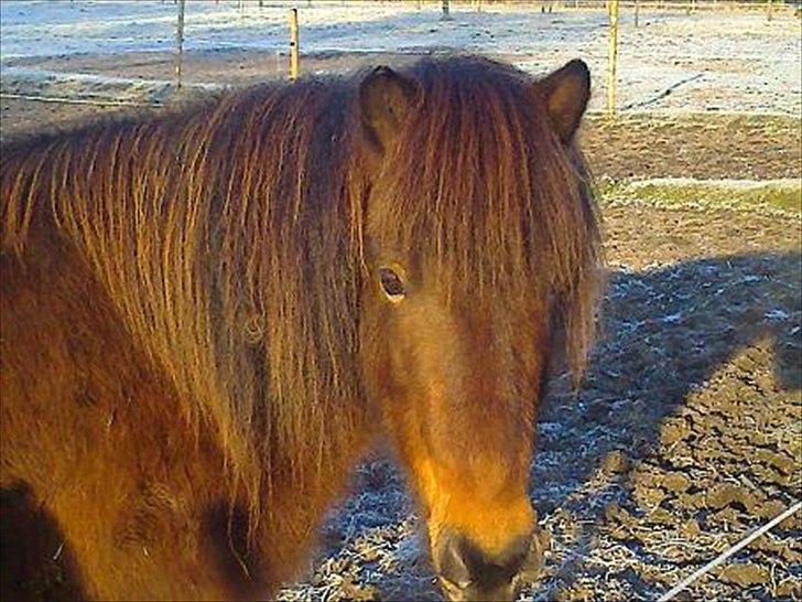 Islænder Vitus fra Mors billede 3