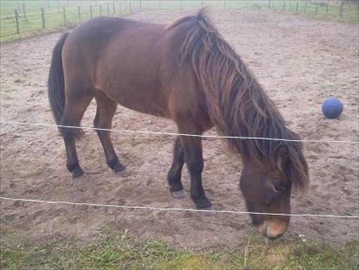 Islænder Vitus fra Mors - Lige ankommet til stedet billede 4