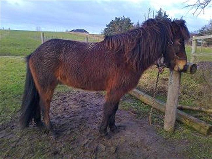 Islænder Vitus fra Mors - han elsker at rulle sig! billede 5