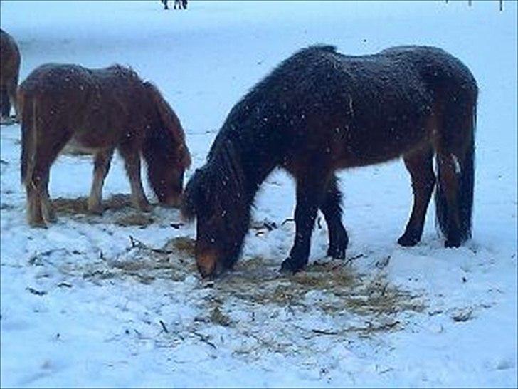 Islænder Vitus fra Mors - Hygge i sneen billede 6