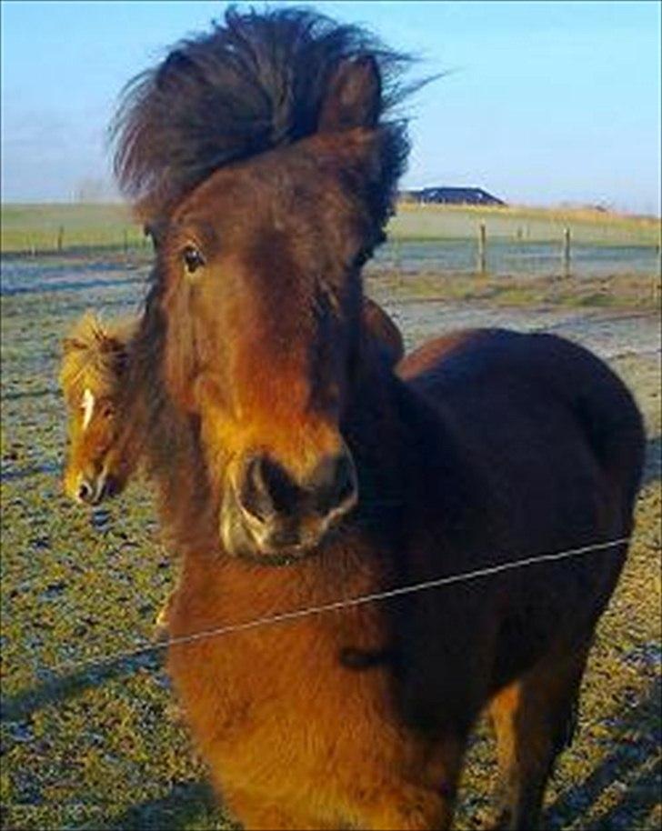 Islænder Vitus fra Mors - pufhår i solskin billede 7