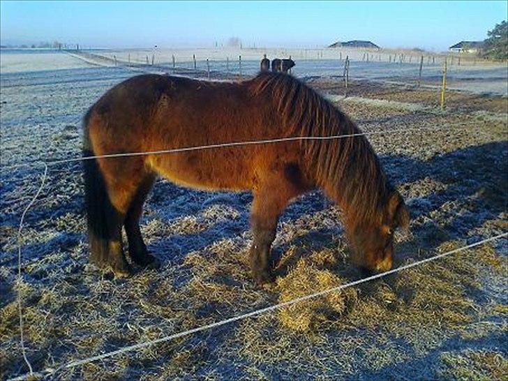 Islænder Vitus fra Mors - nammenam. der guffes wrap når der nu ikke er græs på folden billede 8