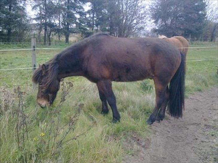 Islænder Vitus fra Mors - ligeledes lige ankommet til stalden. billede 9