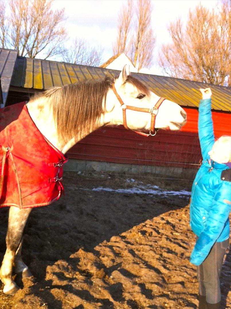 Arabisk fuldblod (OX) Jete's Estopa of TAS billede 18