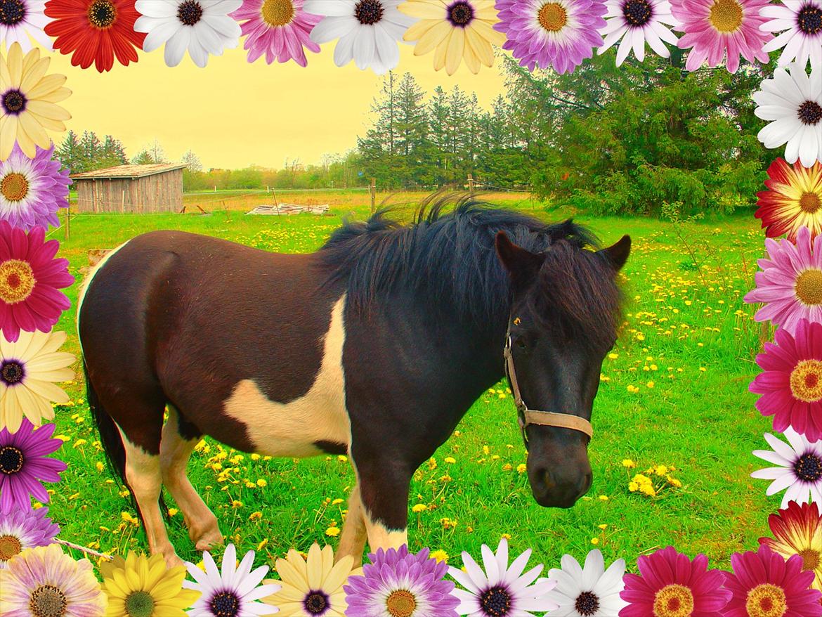 Anden særlig race Albert Lurifaxe - min yndlings plæneklipper billede 16