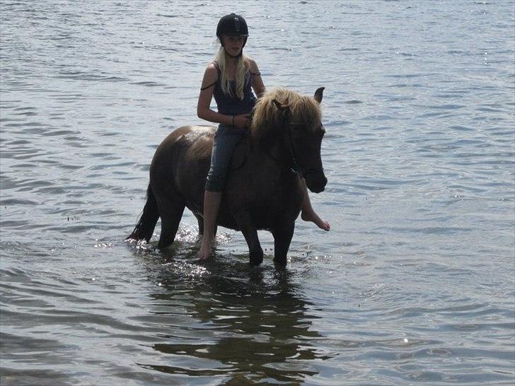 Islænder Sif fra allinge  billede 1