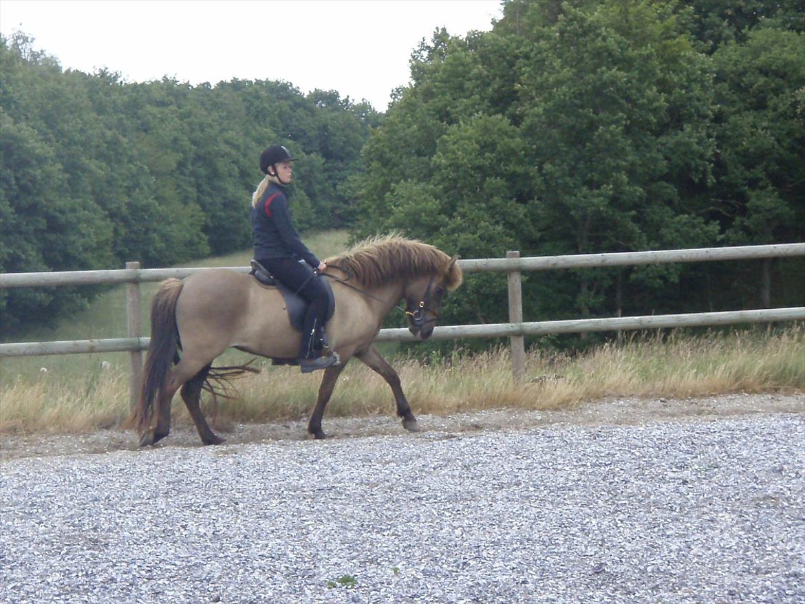 Islænder Sif fra allinge  billede 4