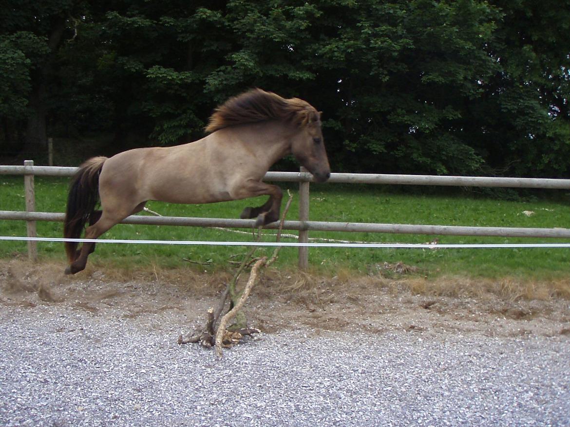 Islænder Sif fra allinge  - løsspringning  billede 5