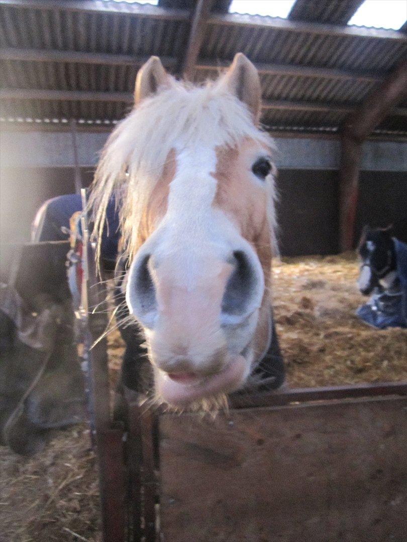 Haflinger Nemo Soldal billede 17