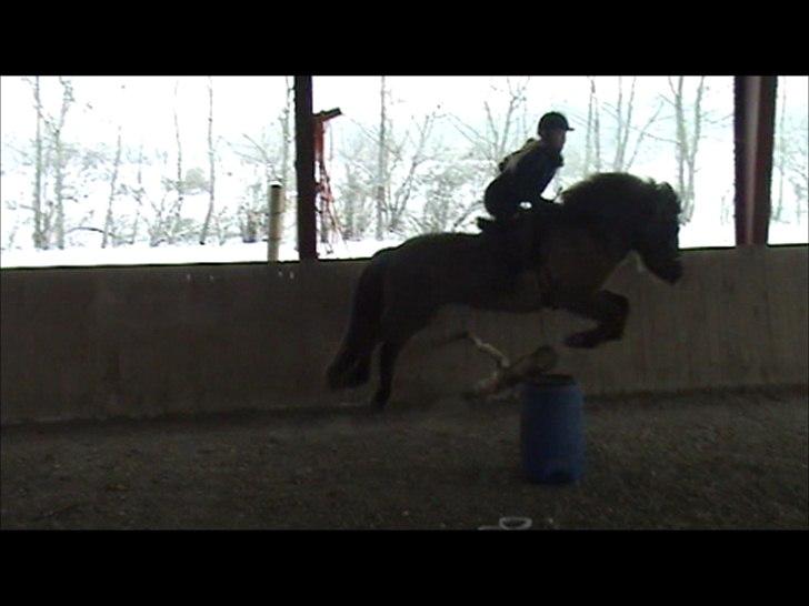 Islænder Sif fra allinge  billede 9